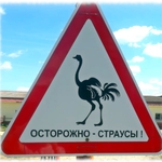 Страусиная ферма «Русский страус».