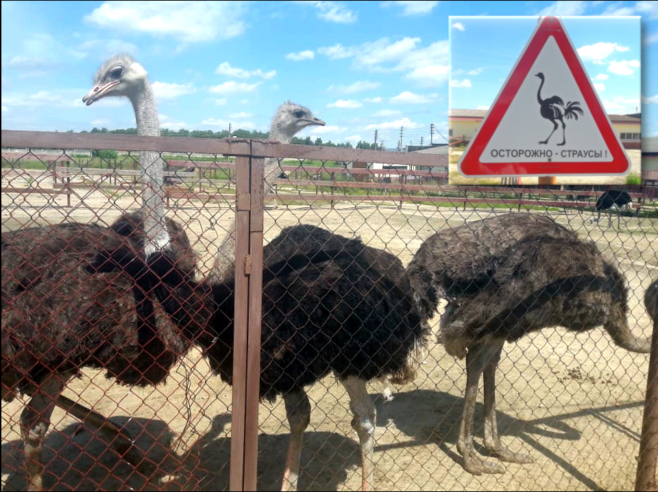 Фото: ферма «Русский страус»