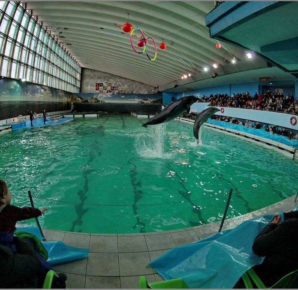 Фото: Санкт-Петербургский дельфинарий